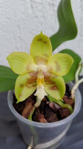 Phalaenopsis Yin's Green Jewel