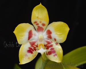 Phalaenopsis Yaphon Gelacea