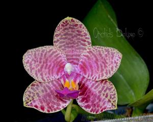 Phalaenopsis Zheng Min Gemini