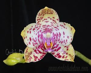 Phalaenopsis Mituo Diamond