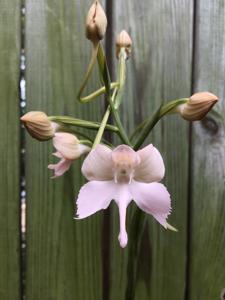 Pectabenaria Thai Dancer