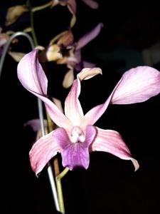 Dendrobium Jacquinot