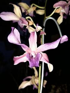 Dendrobium Jacquinot