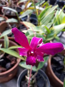 Dendrobium Jacquinot