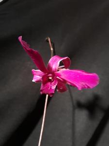 Dendrobium Jacquinot