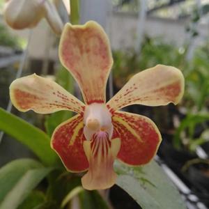 Vanda Kaputrana