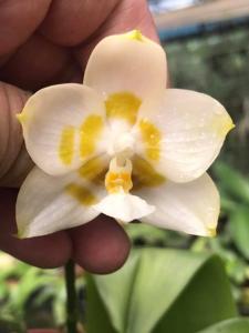 Phalaenopsis Yaphon Gelacea