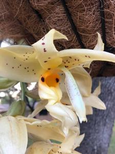 Stanhopea Gary Baker