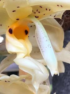 Stanhopea Gary Baker