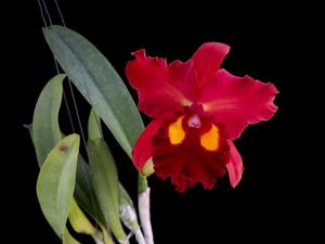 Rhyncholaeliocattleya Taiwan Dragon