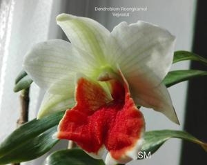 Dendrobium Roongkamol Vejvarut