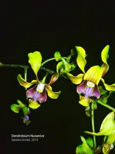 Dendrobium Nusanive