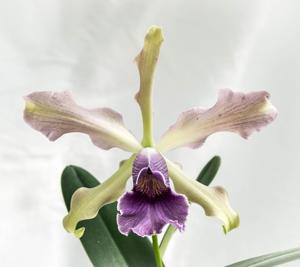 Cattleya Antigone