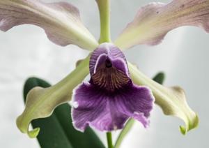 Cattleya Antigone