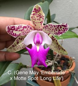 Cattleya Gene May-Motte Spot