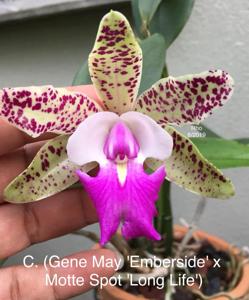 Cattleya Gene May-Motte Spot