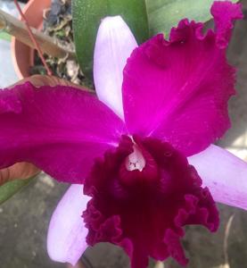 Cattleya Empress of Mercury