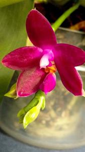 Phalaenopsis Violet Charm