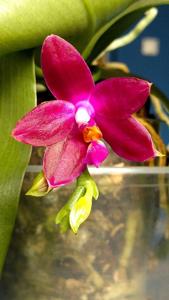 Phalaenopsis Violet Charm