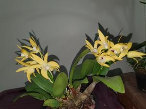 Dendrobium Brimbank Mikado