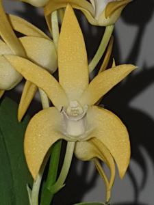 Dendrobium Brimbank Mikado