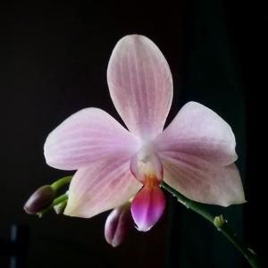 Phalaenopsis Sunday Java