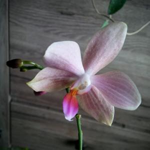 Phalaenopsis Sunday Java