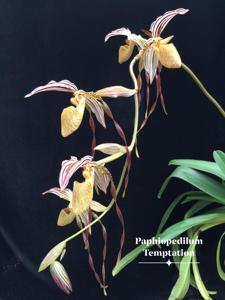 Paphiopedilum Temptation