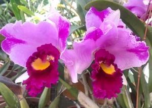 Rhyncholaeliocattleya Dream Paradise