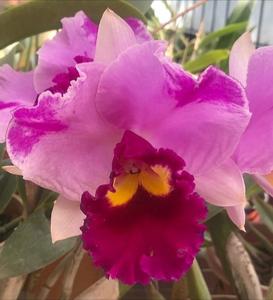 Rhyncholaeliocattleya Dream Paradise