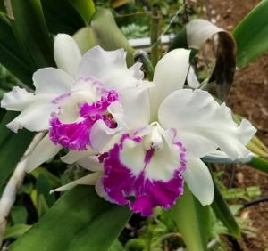 Rhyncholaeliocattleya Ruben's Gem