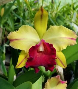 Rhyncholaeliocattleya Toshie Aoki