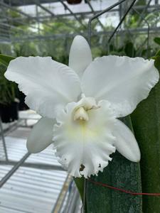 Cattleya Snow White