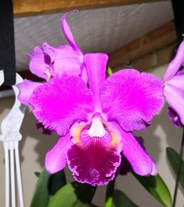 Cattleya Purple Queen