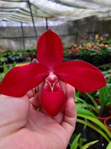 Phragmipedium Yelva Myhre