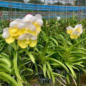 Vanda Orchard Rendevous