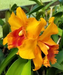 Rhyncholaeliocattleya Helen's Fortune