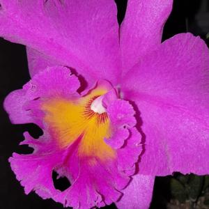 Rhyncholaeliocattleya Pink Empress