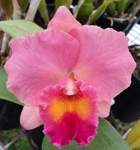 Cattleya Royal Beau