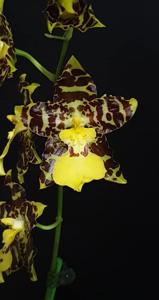 Oncidium Tiger Butter