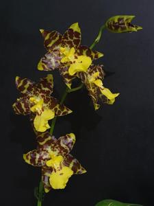 Oncidium Tiger Butter