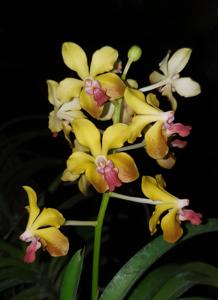 Vanda M. V. Tannins
