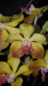 Vanda M. V. Tannins