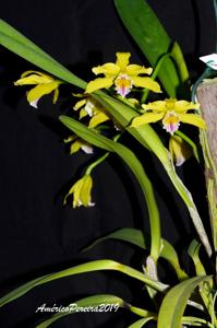 Cattleya Xanthina