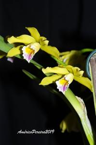 Cattleya Xanthina