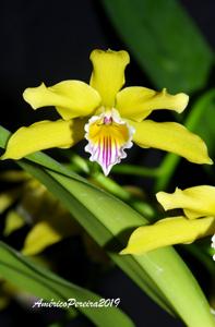 Cattleya Xanthina