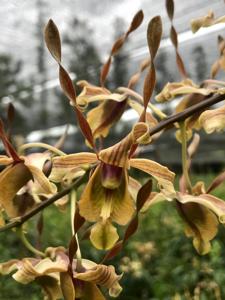 Dendrobium Nicha Dream Catcher