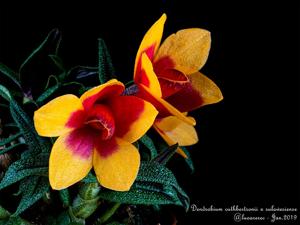 Dendrobium Mtn's Butterfly Kisses