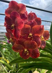 Vanda Law Class of 1978, NUS