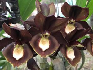 Catasetum Black Knight